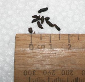 mouse droppings